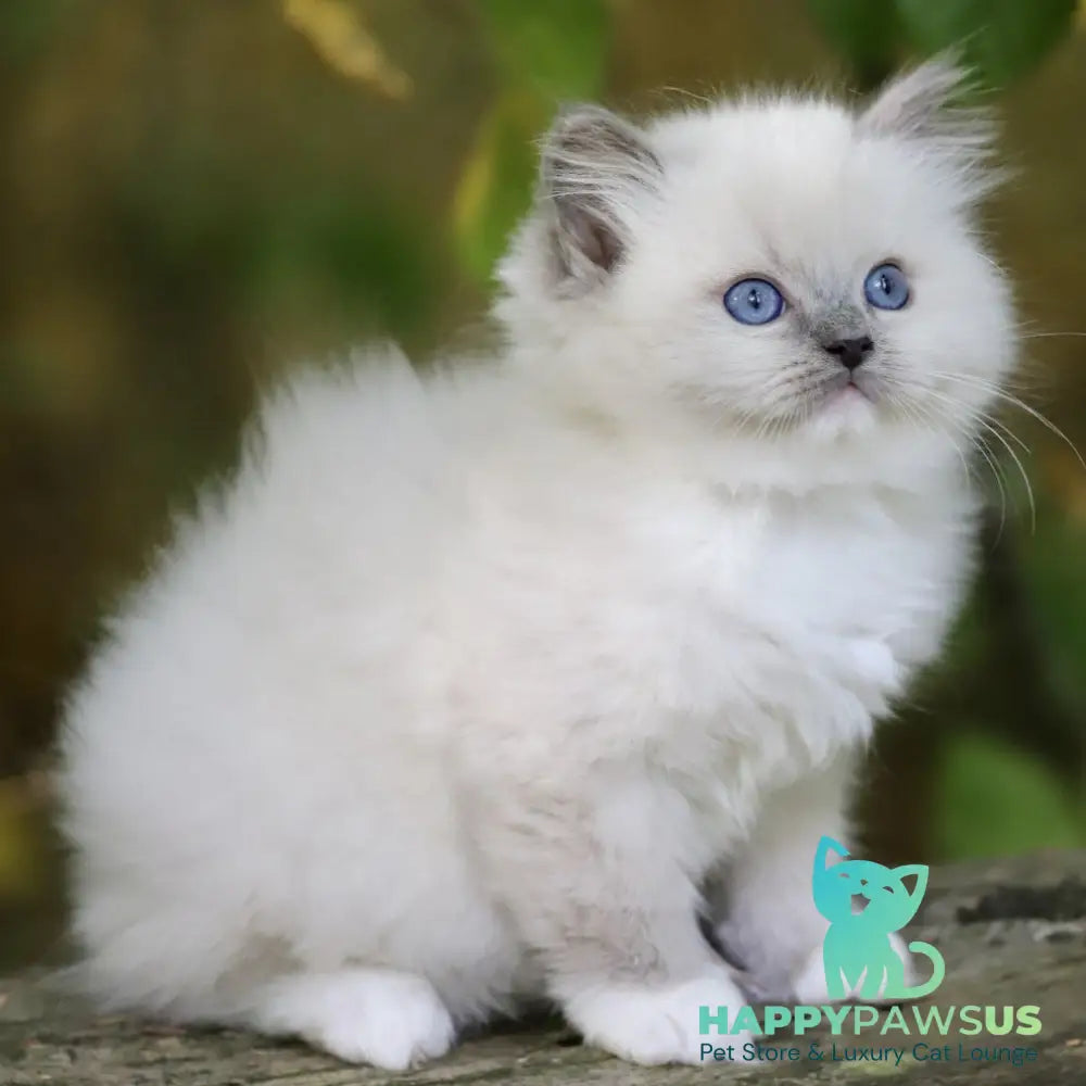 Royce Ragdoll male blue mitted - live animals