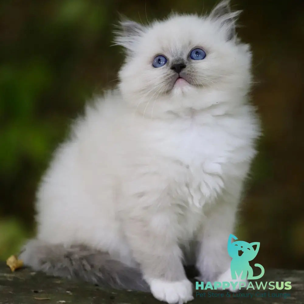Royce Ragdoll male blue mitted - live animals