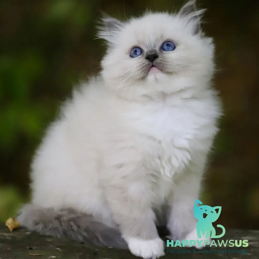 Royce Ragdoll male blue mitted - live animals