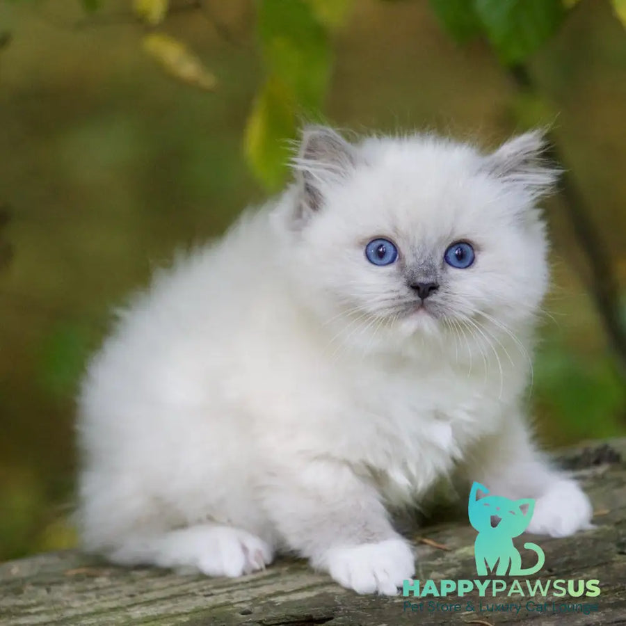 Royce Ragdoll male blue mitted - live animals