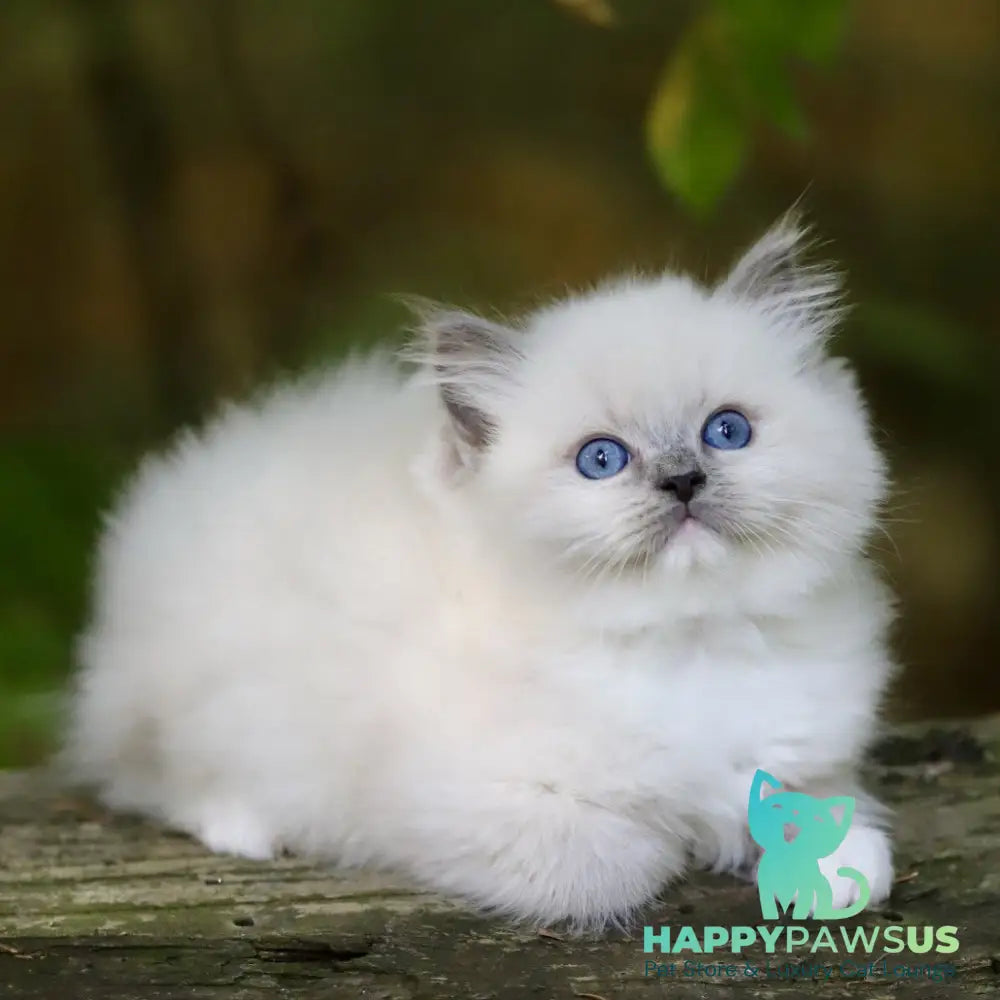 Royce Ragdoll male blue mitted - live animals
