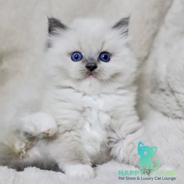 Royce Ragdoll male blue mitted - live animals