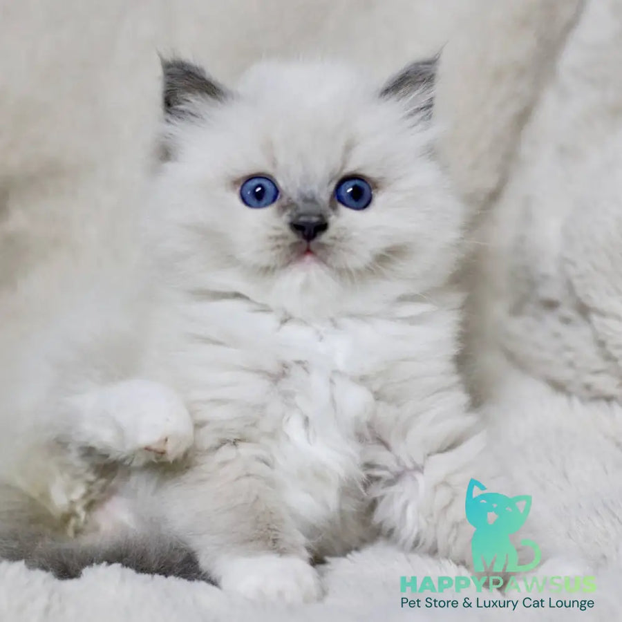 Royce Ragdoll male blue mitted - live animals