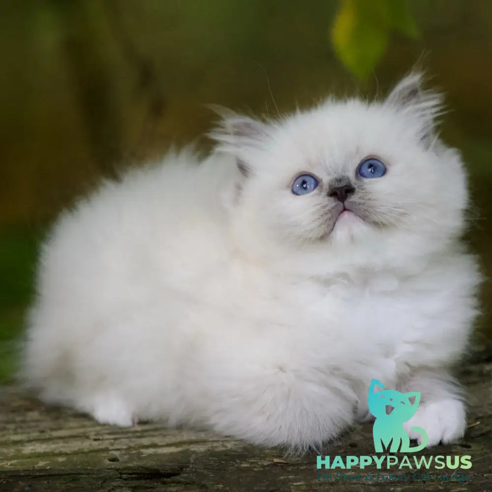 Royce Ragdoll male blue mitted - live animals