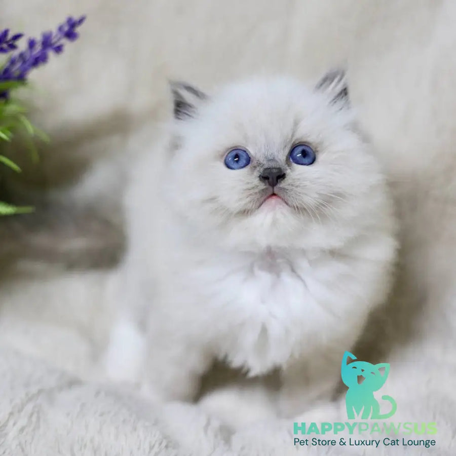 Royce Ragdoll male blue mitted - live animals