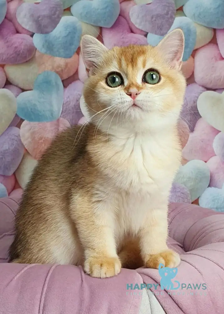 Roza British Shorthair female black golden shaded live animals