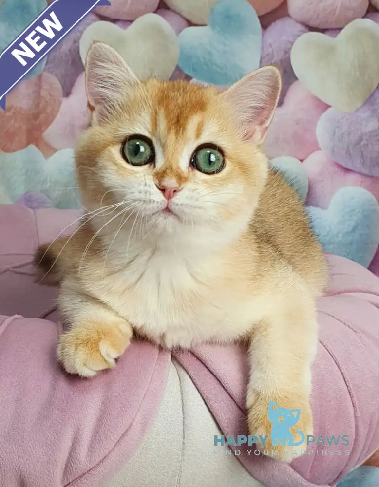 Roza British Shorthair female black golden shaded live animals