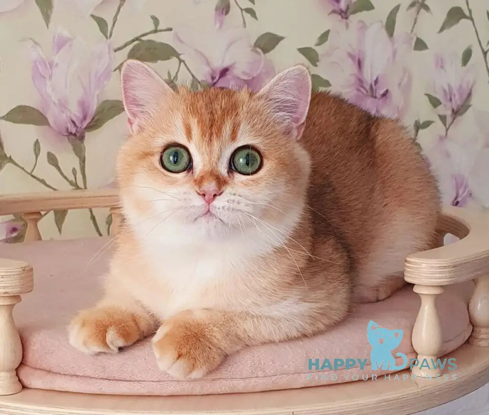 Roza British Shorthair female black golden shaded live animals