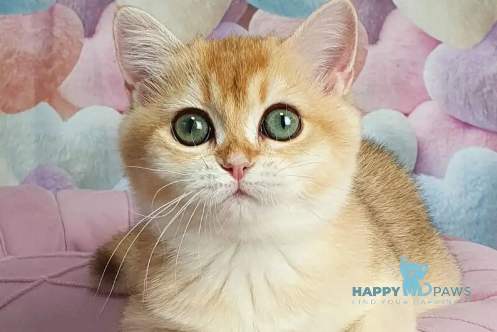 Roza British Shorthair female black golden shaded live animals