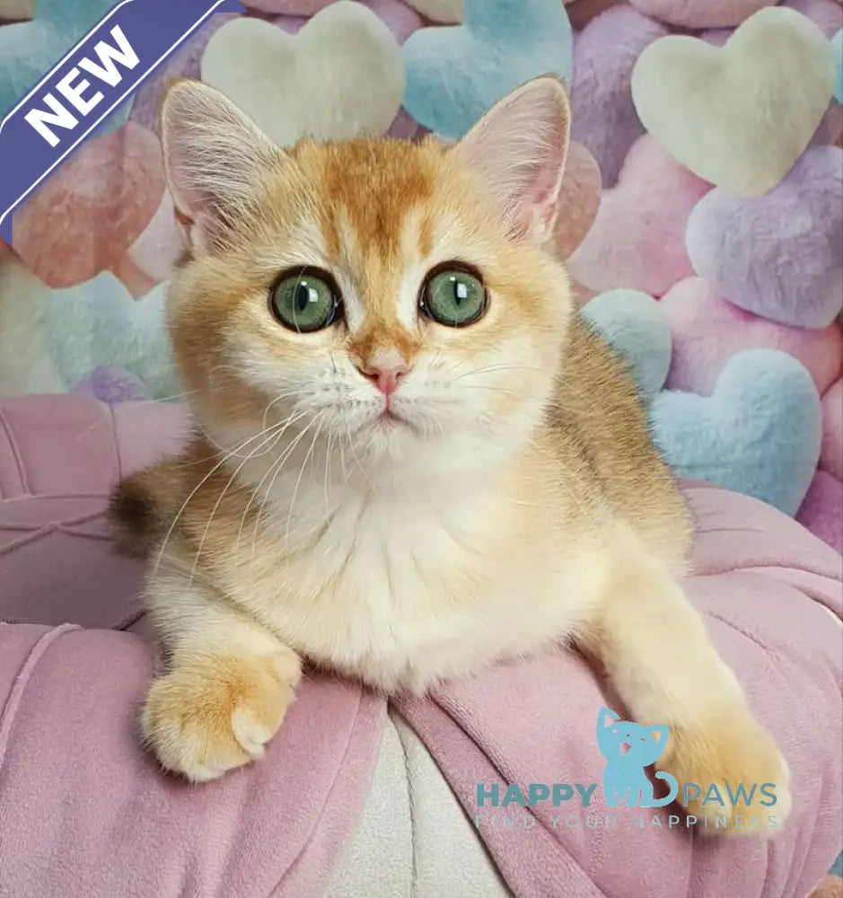 Roza British Shorthair female black golden shaded live animals