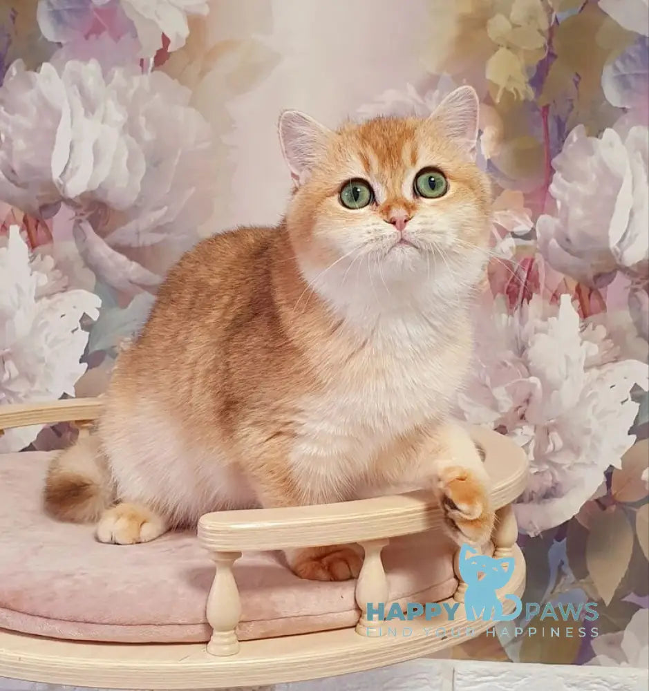 Roza British Shorthair female black golden shaded live animals