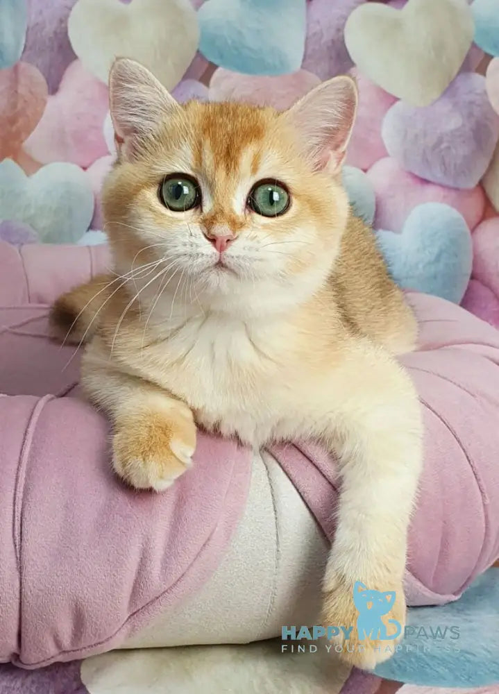 Roza British Shorthair female black golden shaded live animals