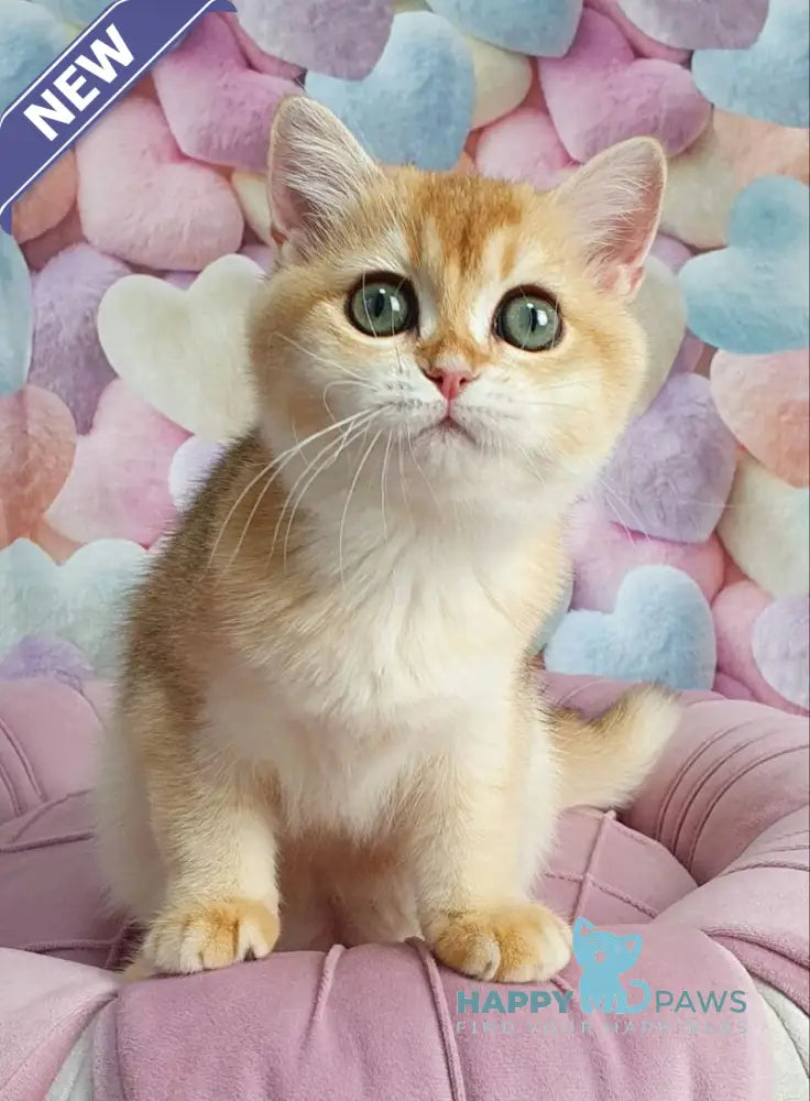 Roza British Shorthair female black golden shaded live animals