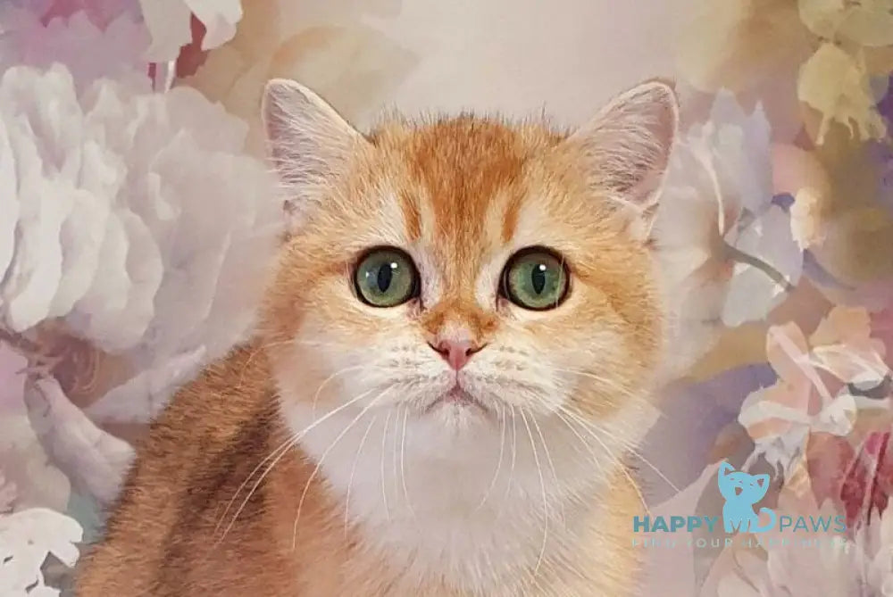 Roza British Shorthair female black golden shaded live animals