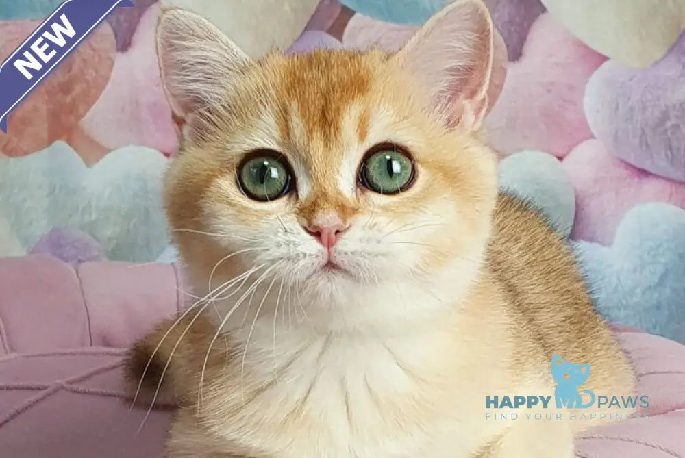 Roza British Shorthair female black golden shaded live animals