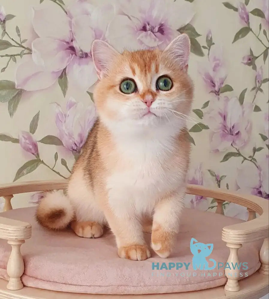 Roza British Shorthair female black golden shaded live animals