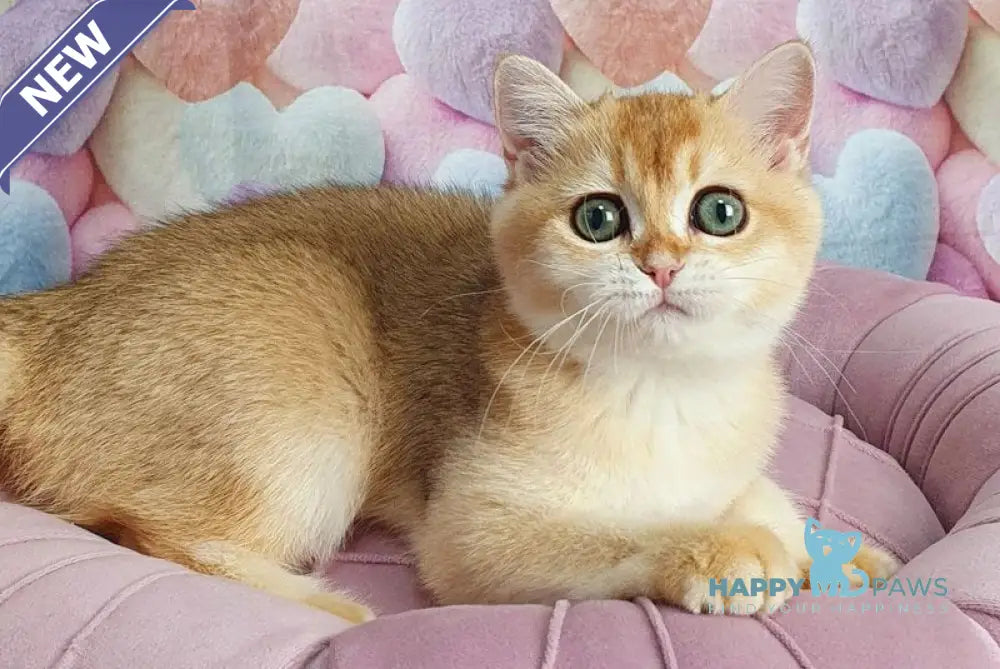 Roza British Shorthair female black golden shaded live animals