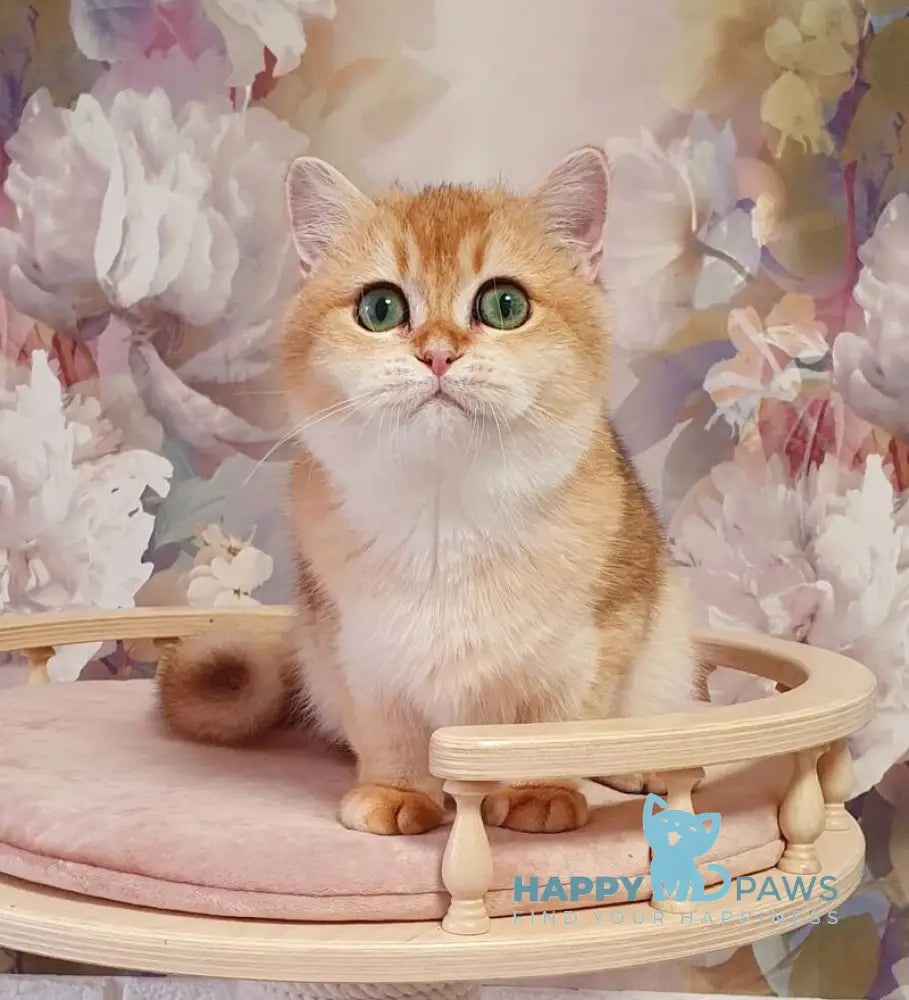 Roza British Shorthair female black golden shaded live animals