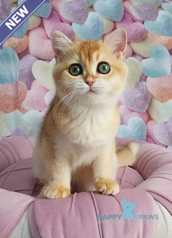 Roza British Shorthair female black golden shaded live animals