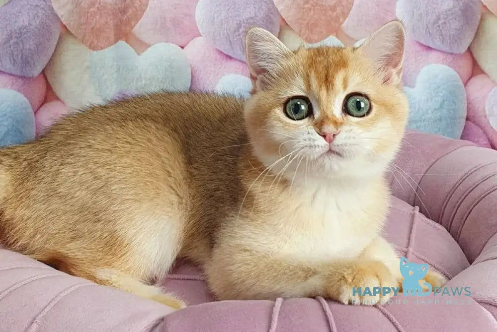 Roza British Shorthair female black golden shaded live animals
