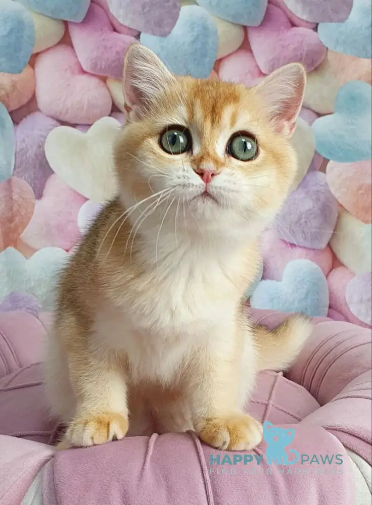 Roza British Shorthair female black golden shaded live animals