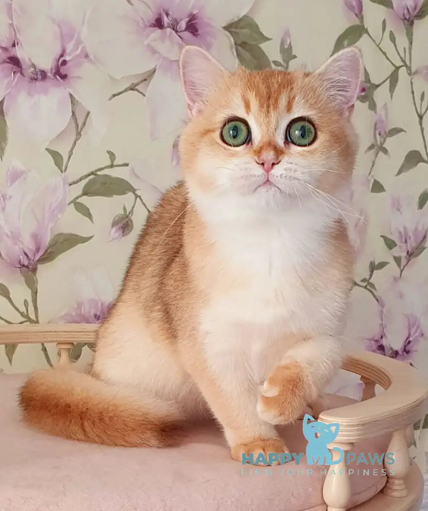 Roza British Shorthair female black golden shaded live animals