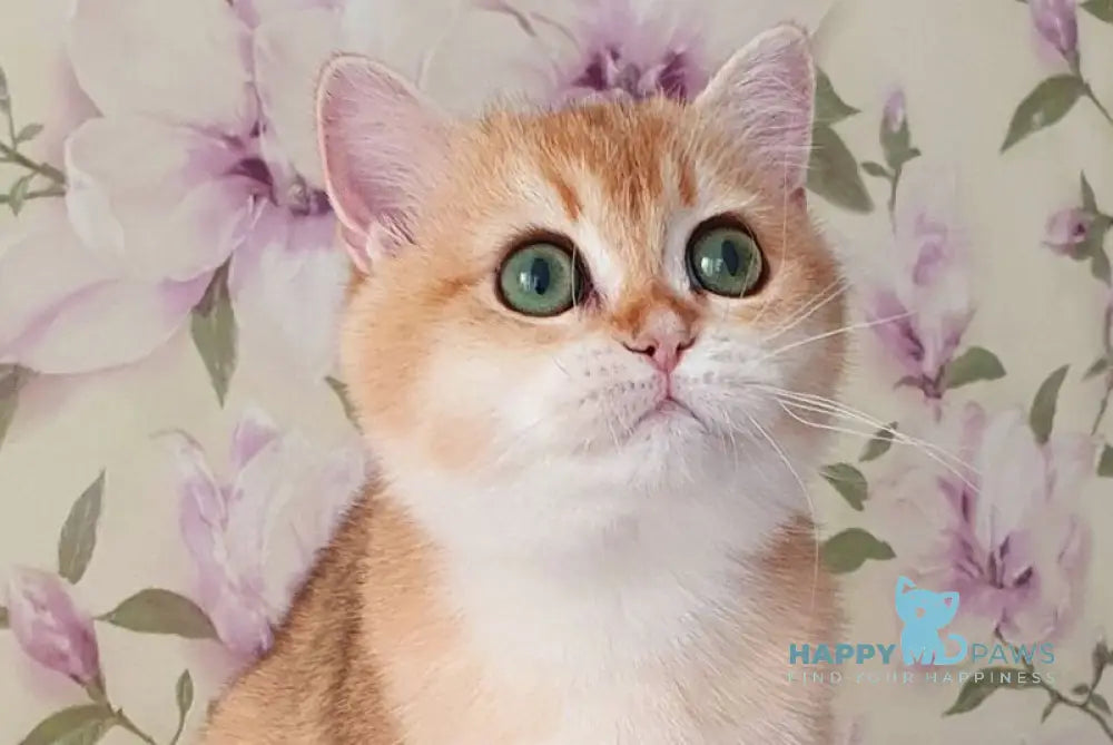 Roza British Shorthair female black golden shaded live animals