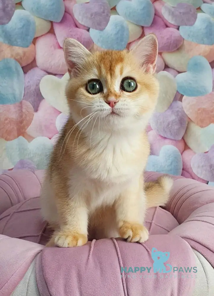 Roza British Shorthair female black golden shaded live animals