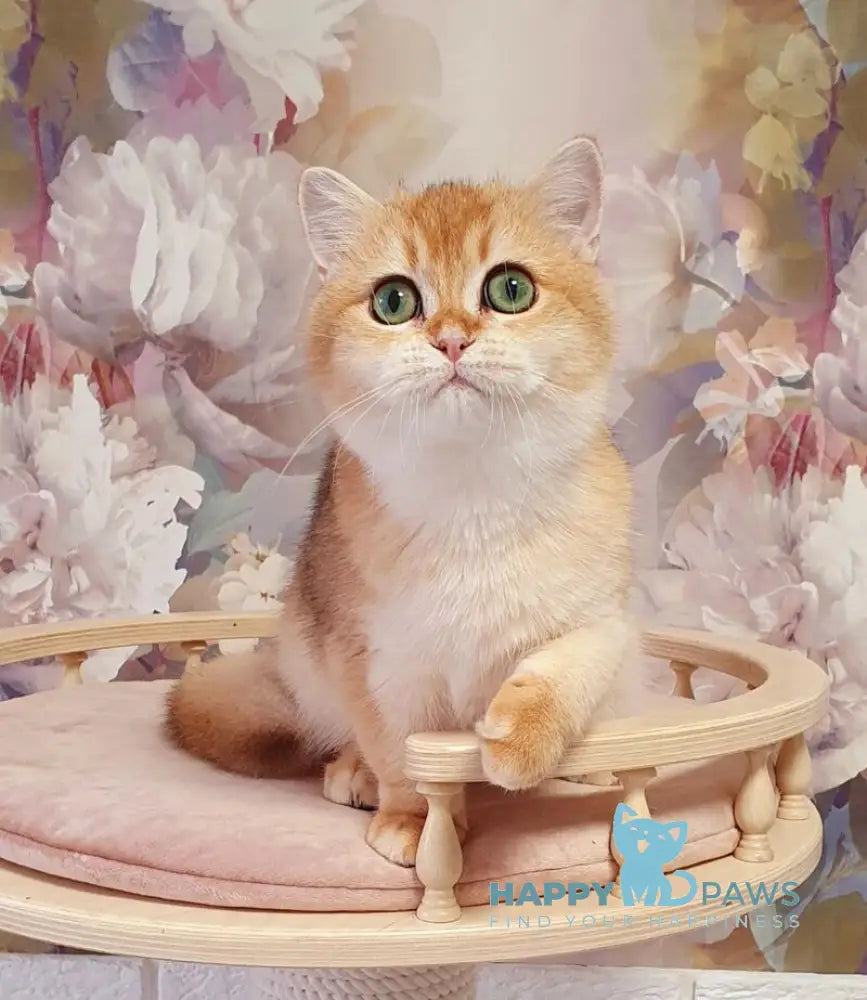 Roza British Shorthair female black golden shaded live animals