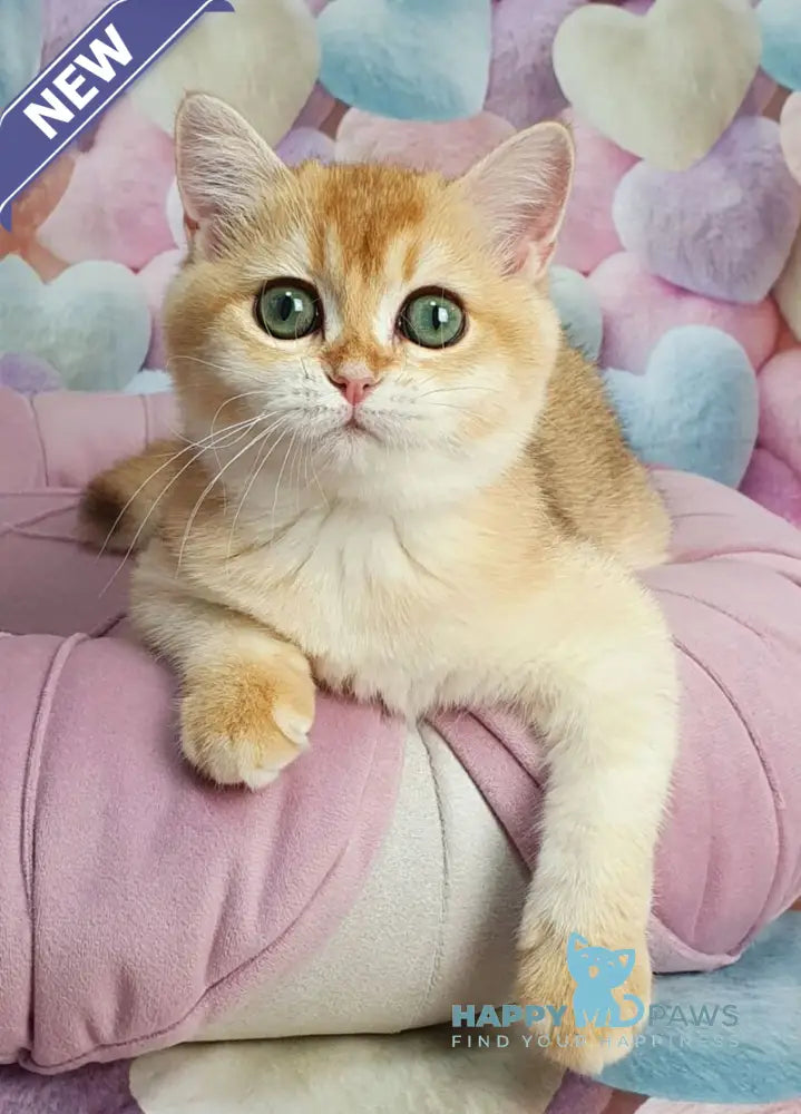 Roza British Shorthair female black golden shaded live animals
