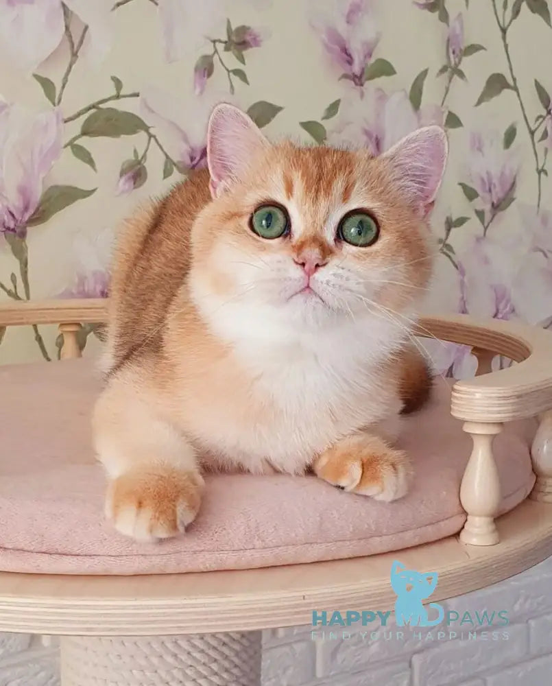 Roza British Shorthair female black golden shaded live animals