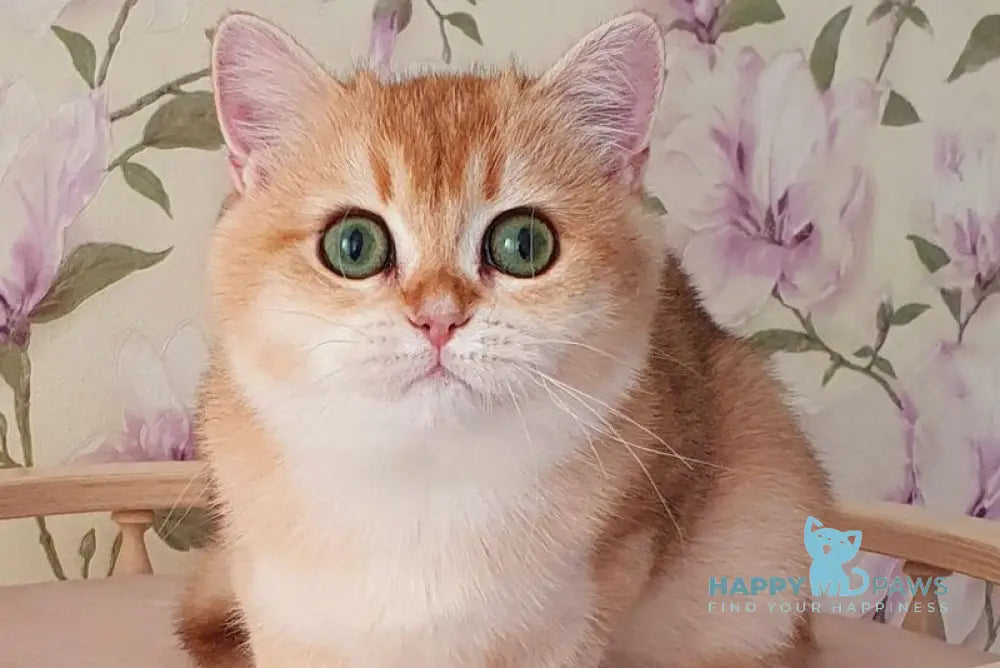 Roza British Shorthair female black golden shaded live animals