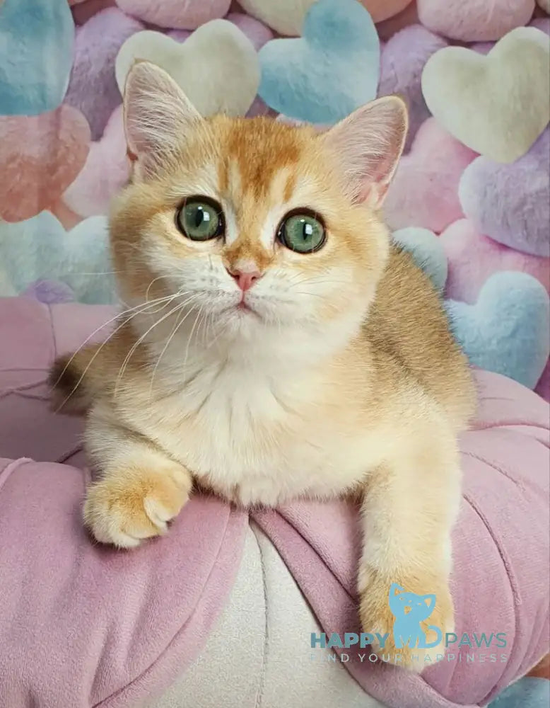 Roza British Shorthair female black golden shaded live animals