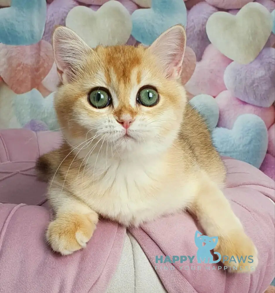 Roza British Shorthair female black golden shaded live animals