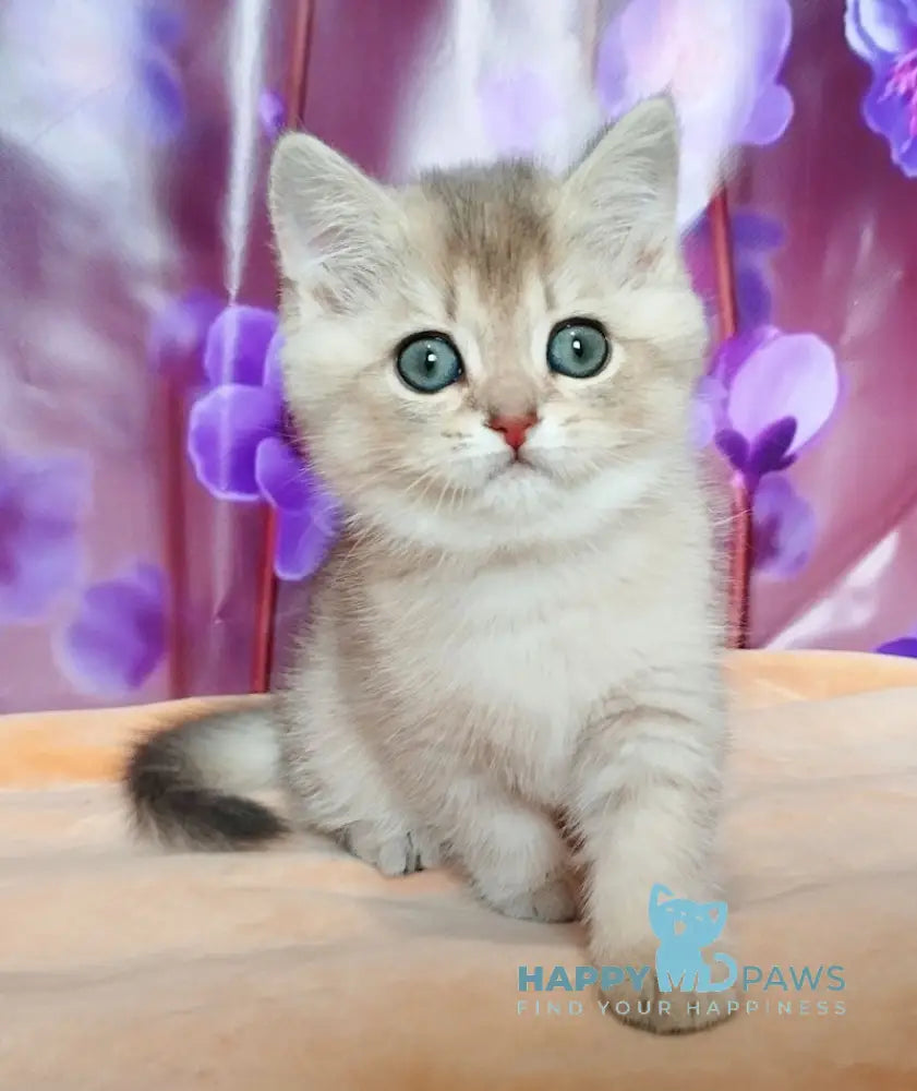 Roza British Shorthair female blue golden shaded live animals