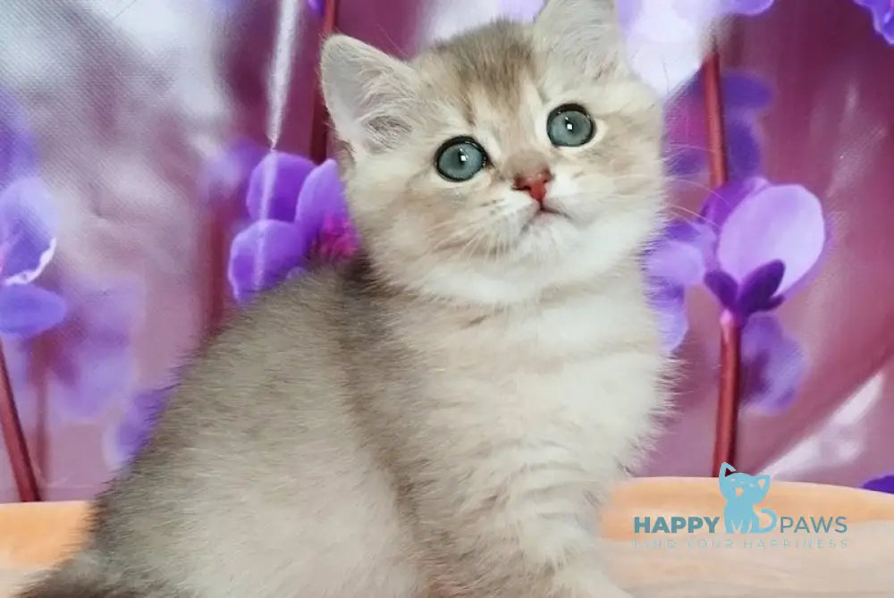 Roza British Shorthair female blue golden shaded live animals