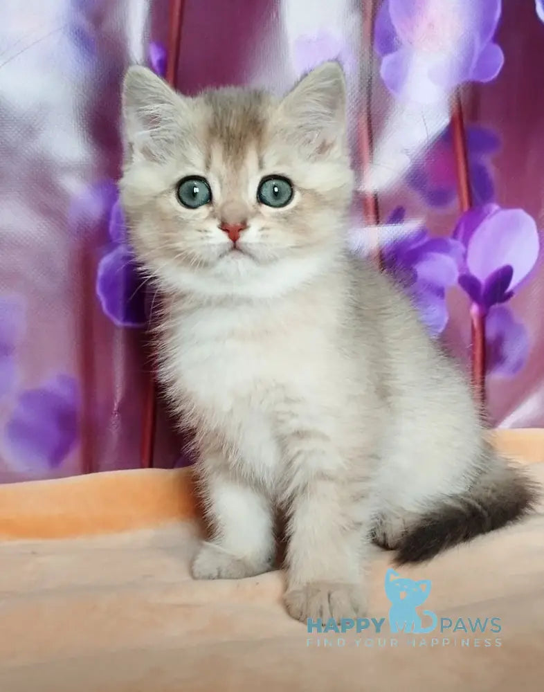 Roza British Shorthair female blue golden shaded live animals