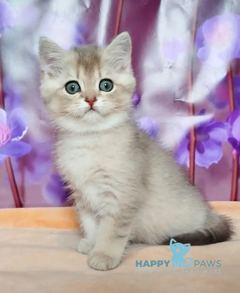 Roza British Shorthair female blue golden shaded live animals