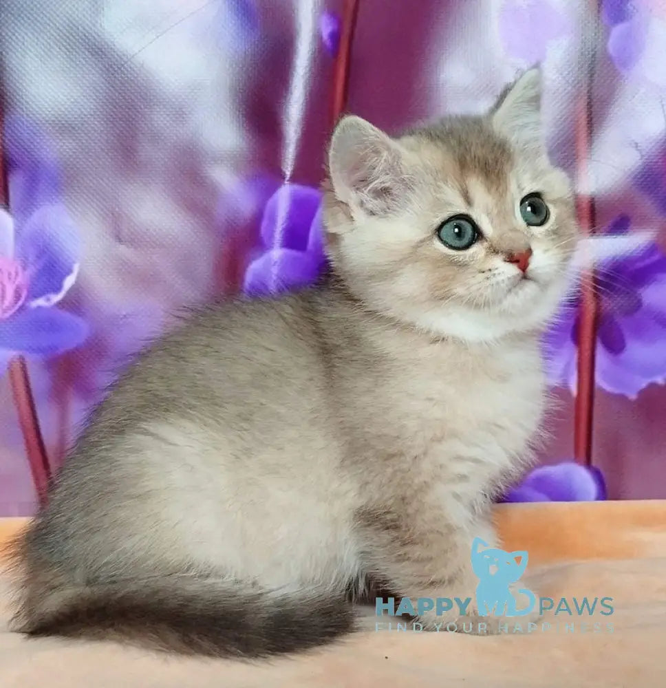Roza British Shorthair female blue golden shaded live animals