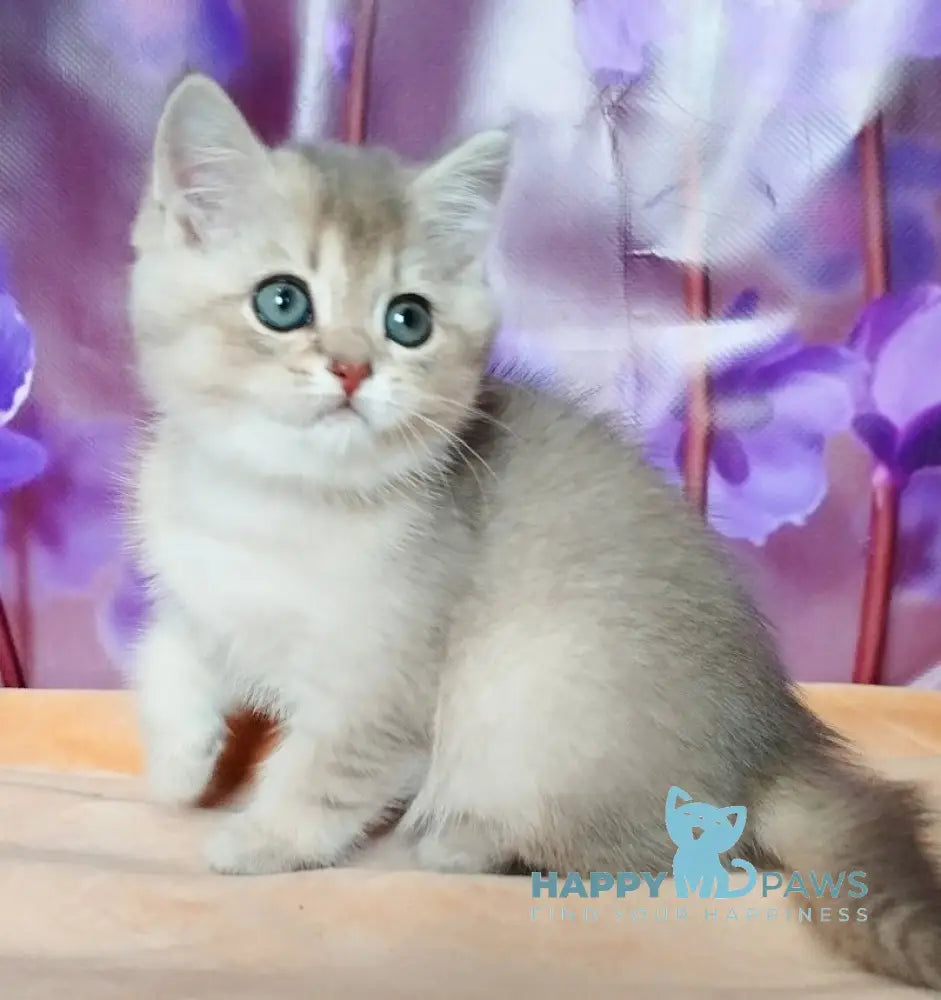 Roza British Shorthair female blue golden shaded live animals