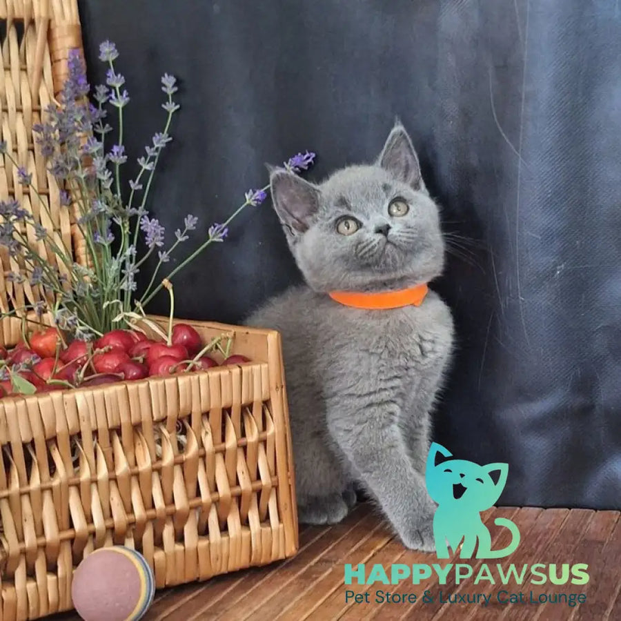 Roza British Shorthair female blue - live animals