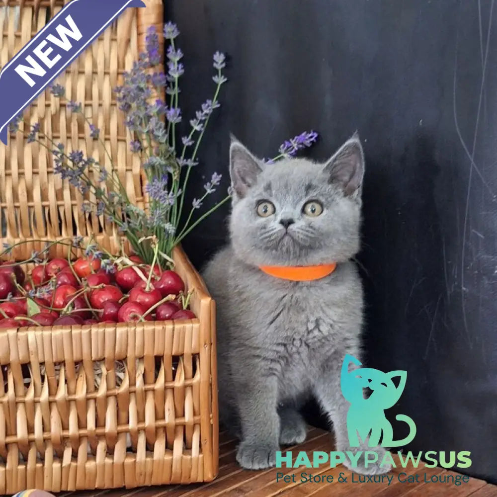 Roza British Shorthair female blue - live animals