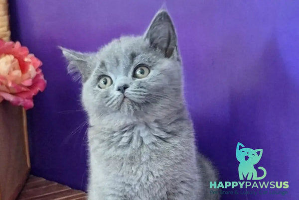 Roza British Shorthair female blue - live animals