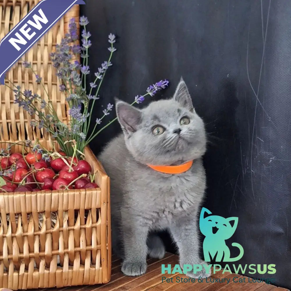 Roza British Shorthair female blue - live animals