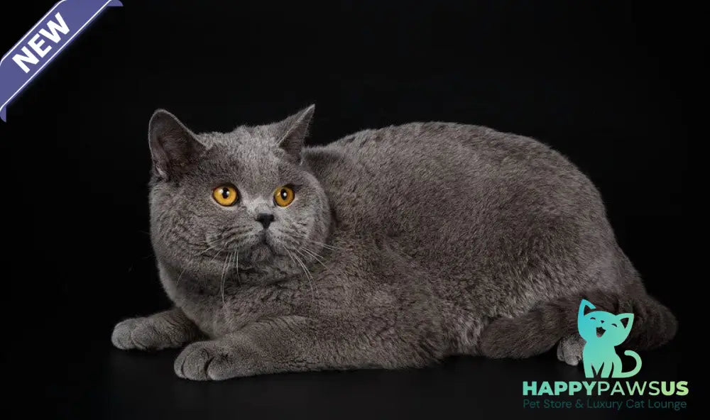 Roza British Shorthair female blue - live animals