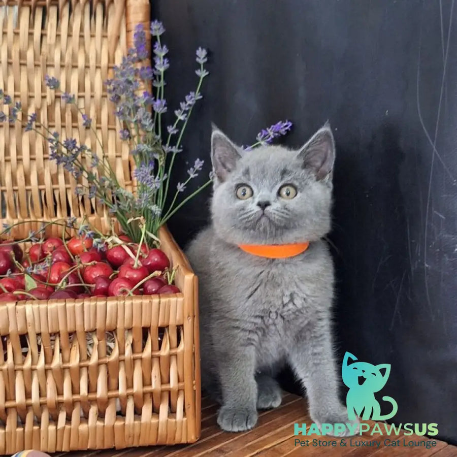 Roza British Shorthair female blue - live animals