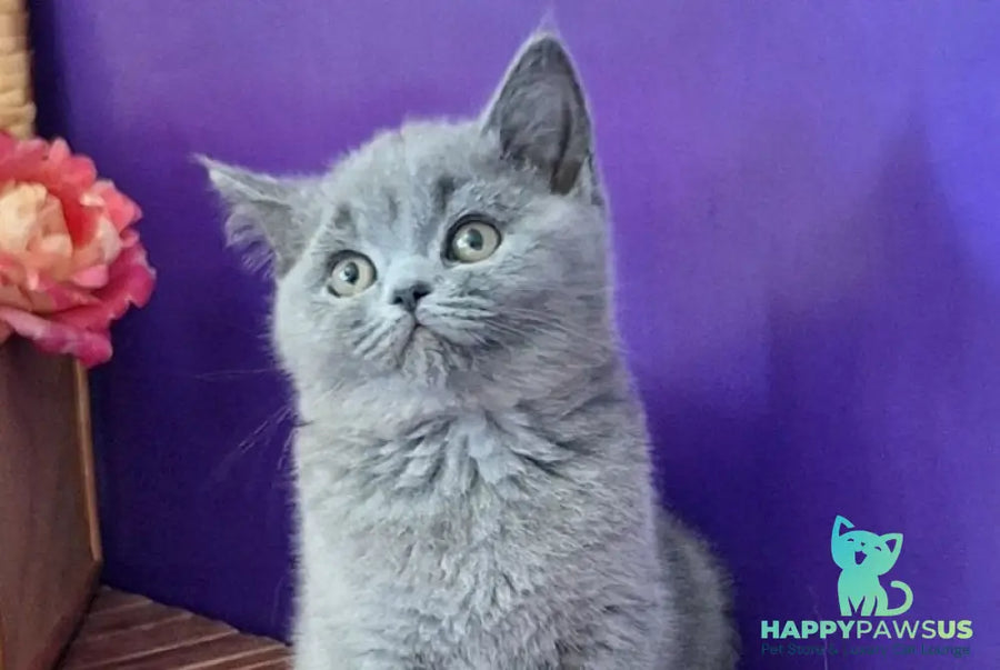 Roza British Shorthair female blue - live animals
