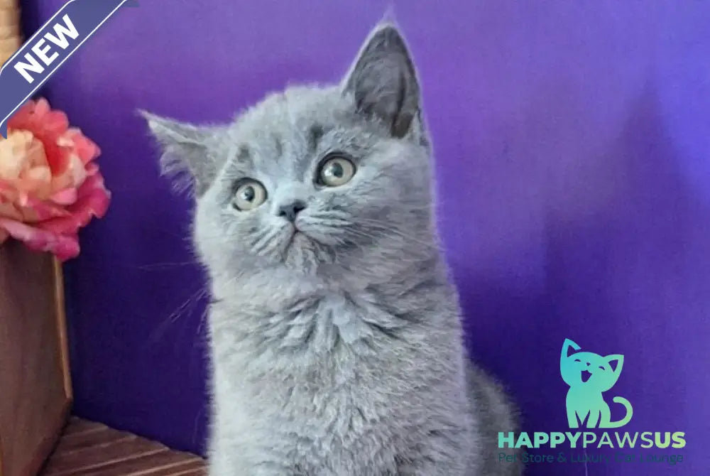 Roza British Shorthair female blue - live animals