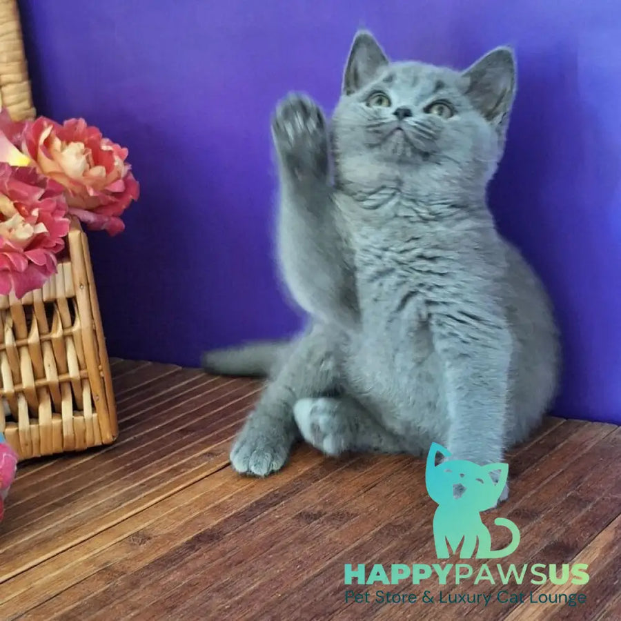 Roza British Shorthair female blue - live animals