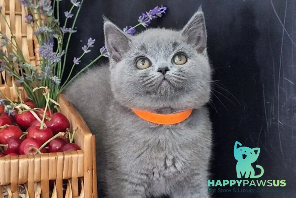 Roza British Shorthair female blue - live animals
